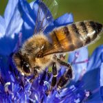 Apiteka karnika Eko čebelji proizvodi